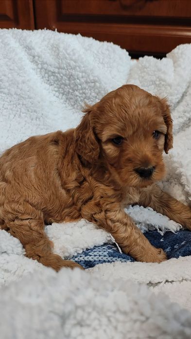 Cockapoo Suczka GAJA