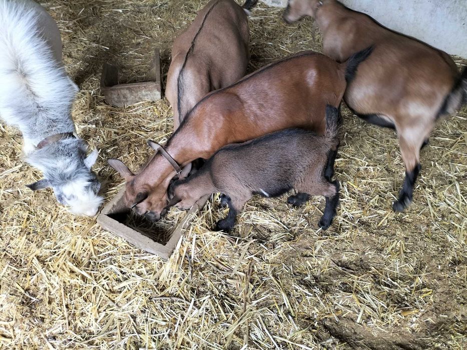 cabras anãs sem chifres