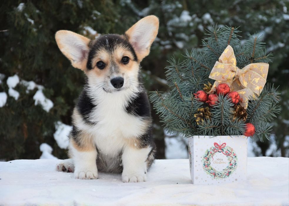 Дівчинка Вельш Коргі Пемброк