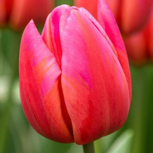 Tulipany cebulki z Holandii