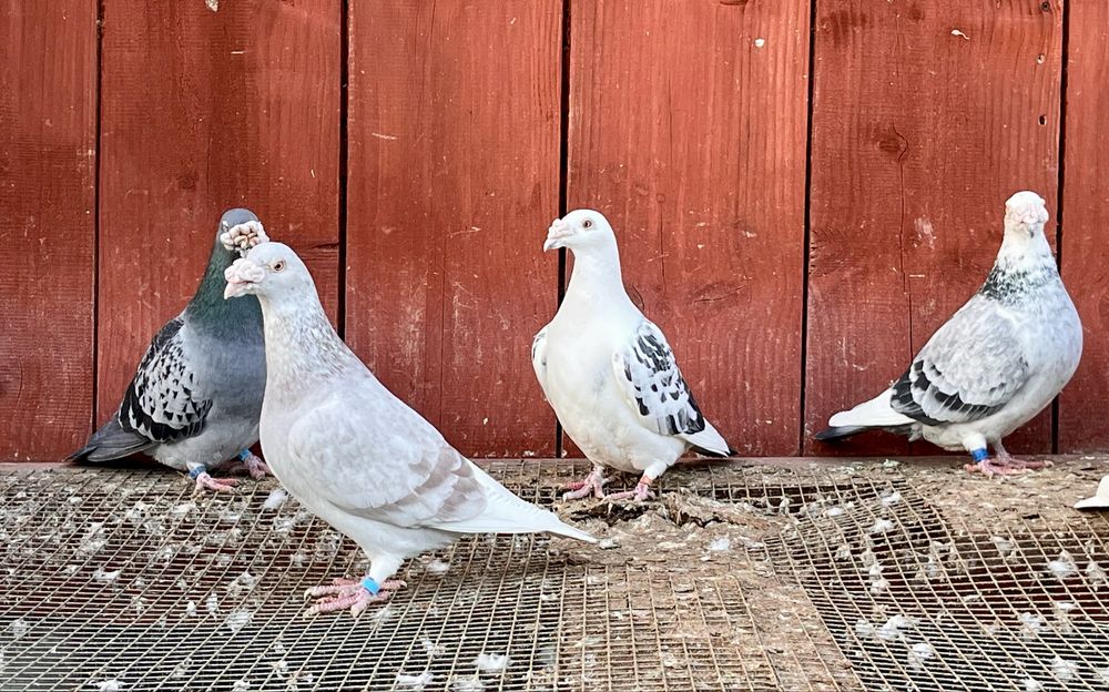 Gołębie staropolskie samce i samiczki