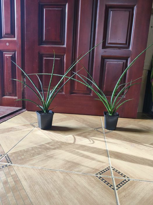 Сансевієрія Фернвуд Панк