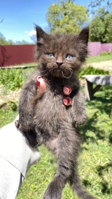 Котенок , кот, кошеня
