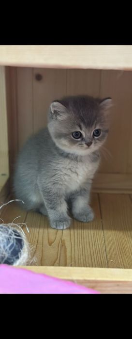 Gatinho Brittich