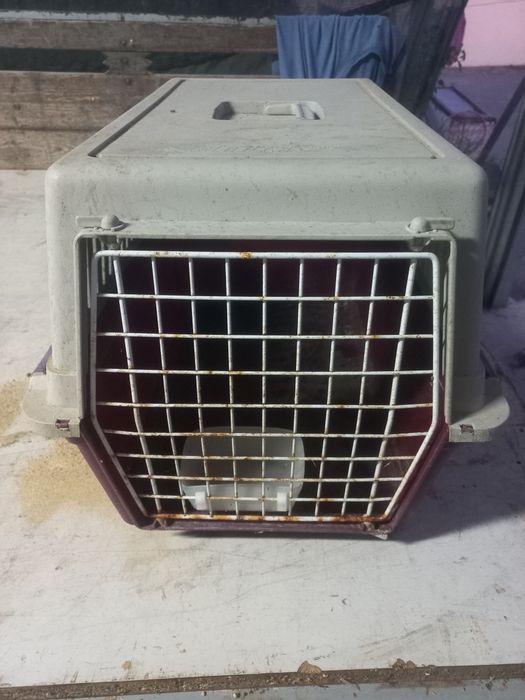 Transportadora de cães e gatos