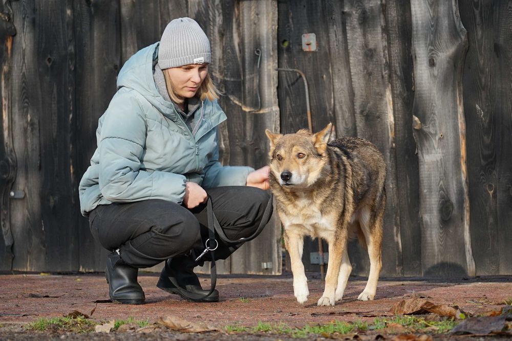 Visto - starszy piesek szuka domu