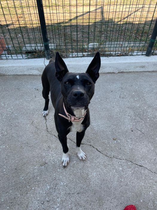 Cadela super dócil com 4 anos