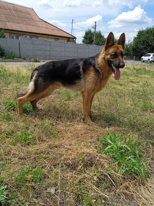 Вязка немецкой овчарки, кабель