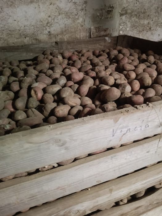 Sprzedam ziemniaki kał 40-45 czerwone oraz żółte