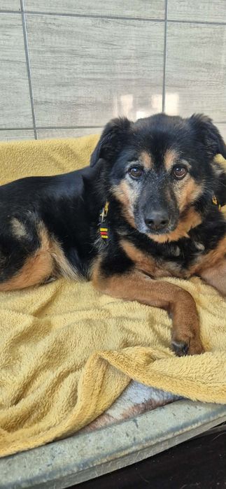 Wspaniała suczka do adopcji