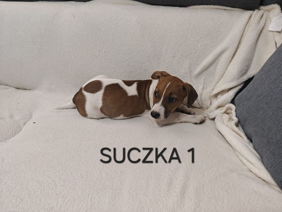 Suszka Jack Russell Terrier