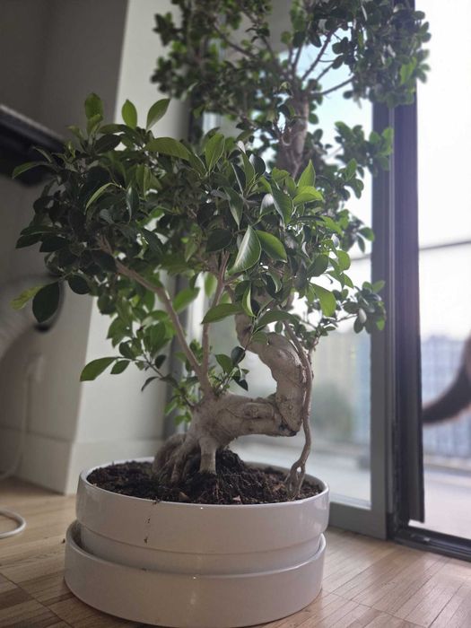 Bonsai gigante Figueira-asiática