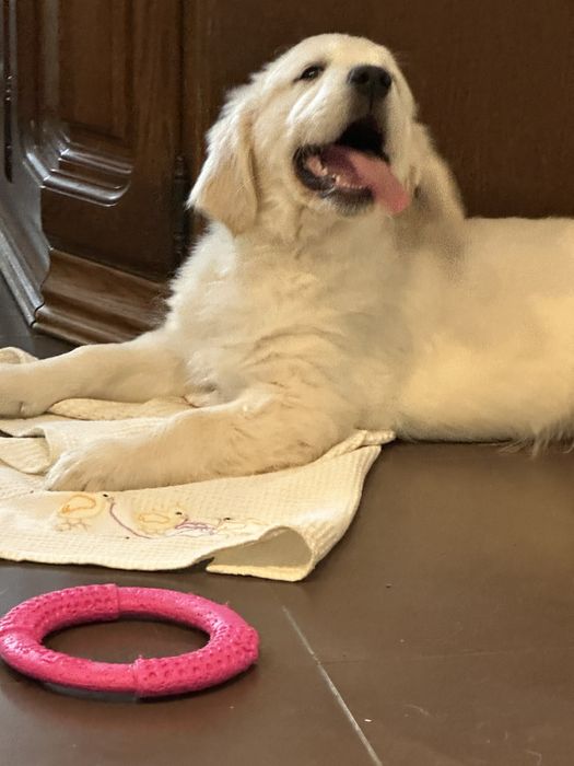 Golden retrever piesek z rodowodem FCI FCI