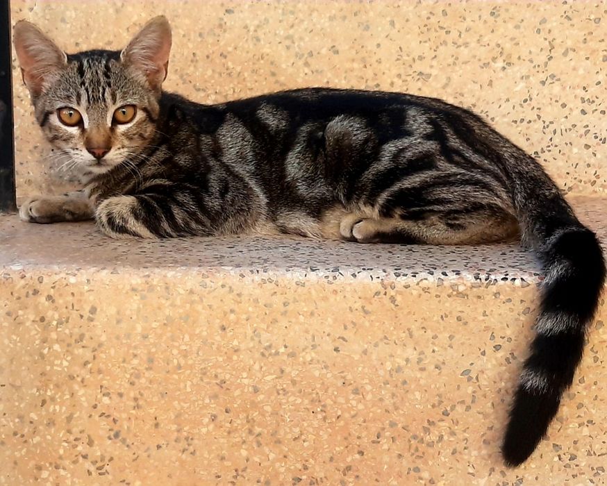 Gatinhos maxo para adoção responsável