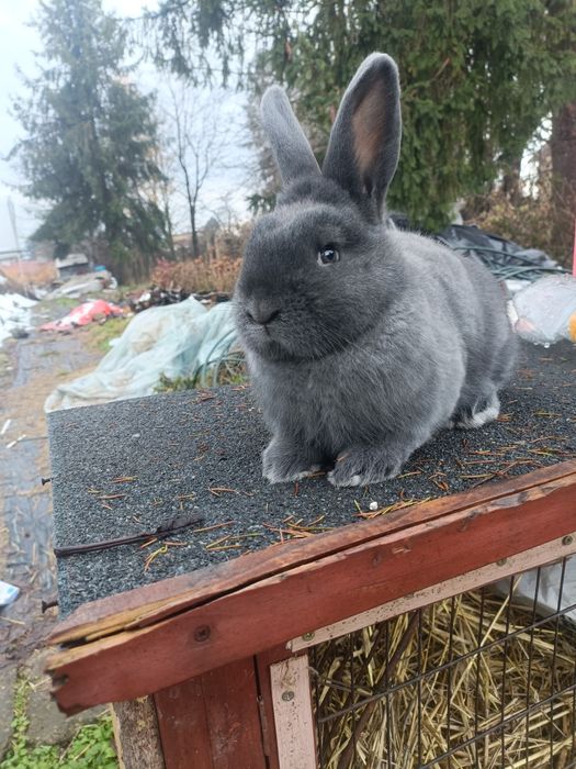 Samiec wiedeński niebieski