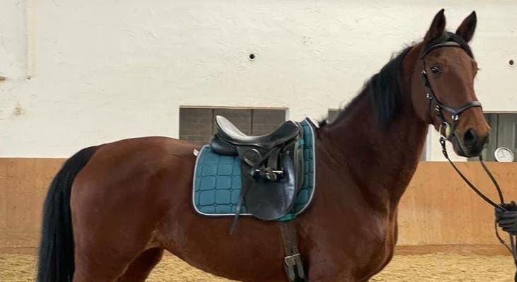 Siodło ujeżdżeniowe County Competitor ! Zamiana