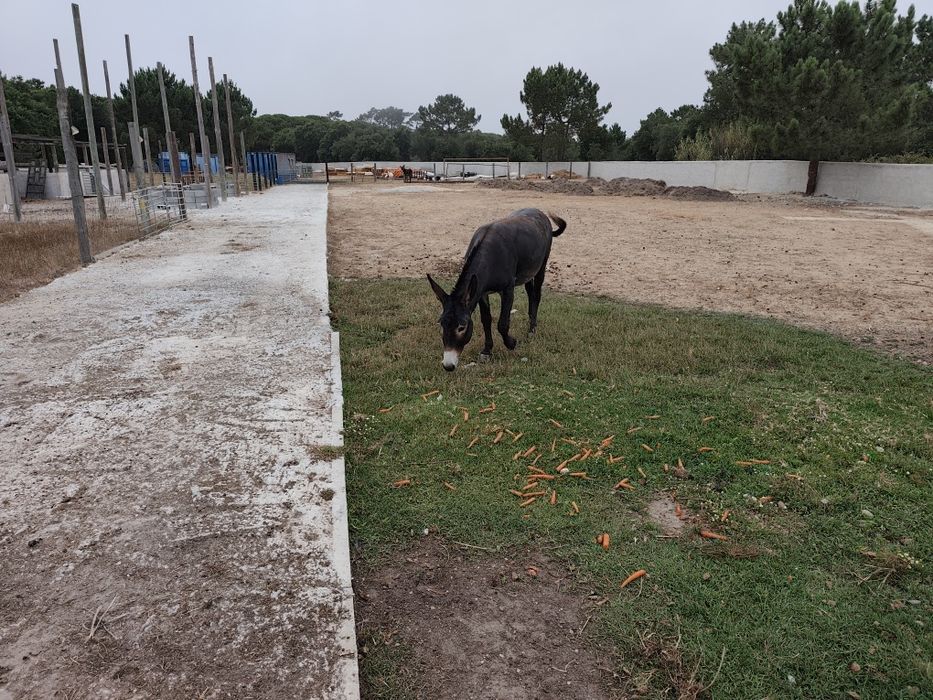Vendo burro Tomé