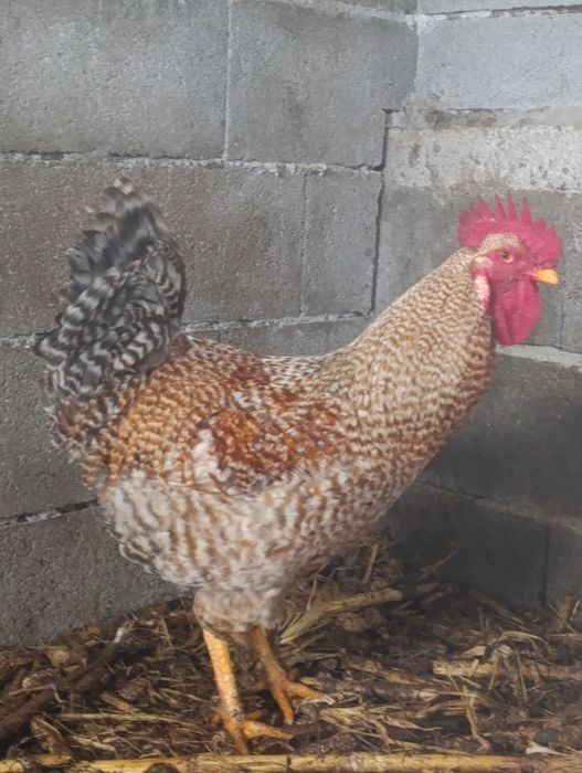Vendo galo caseiro  criado ao ar livre.