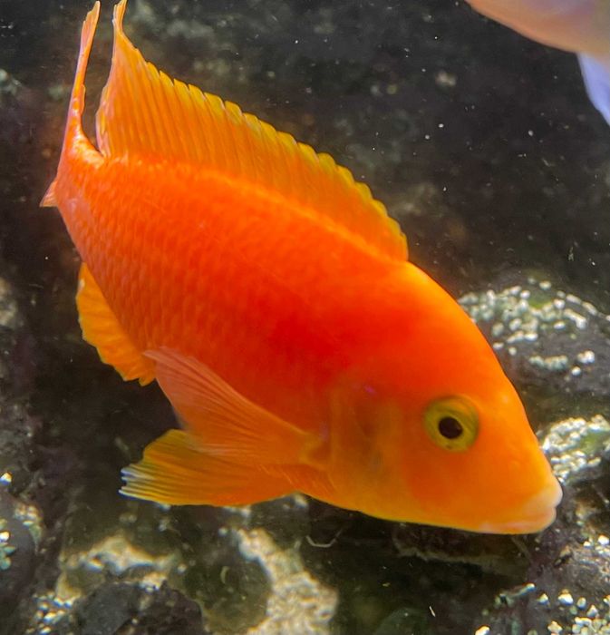 Młode Aulonocara fire fish. Malawi