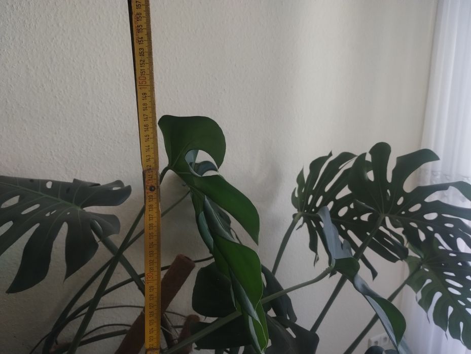 Monstera duża 150cm wysokości