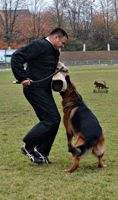 Німецька вівчарка, шикарні цуценята, від розпілдника КСУ