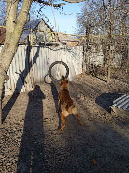 Мальчик малинуа ищет невесту