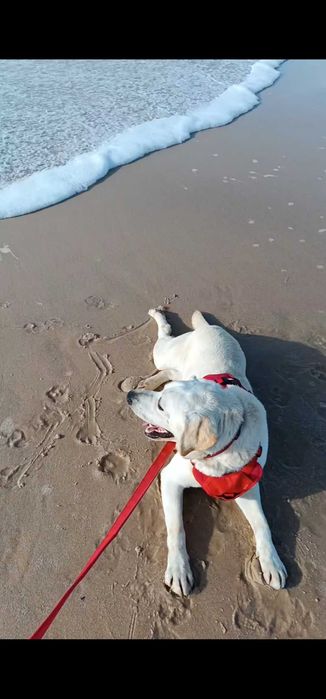 Labrador para adoção