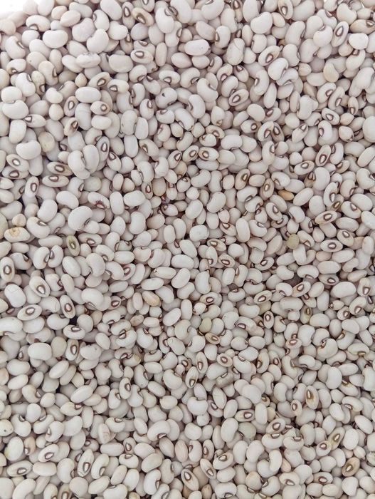 Feijão frade cara verde