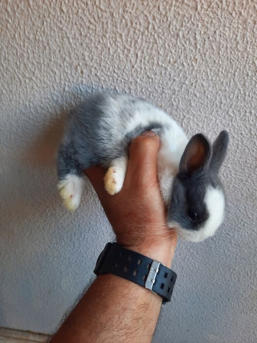 Coelhos anões mini lop belier/orelhudos e mini holandes/toy puros