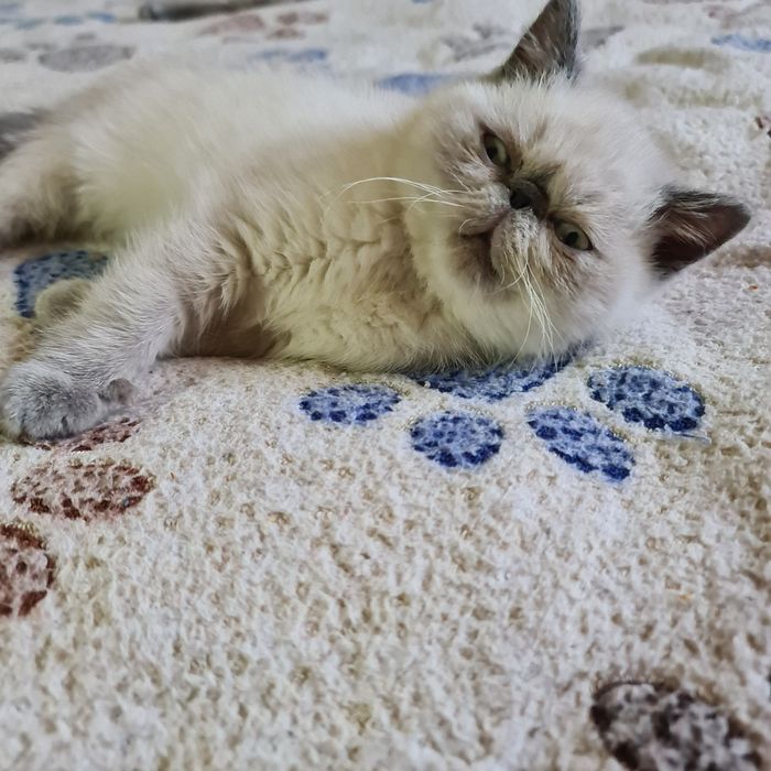 Кішечка екзотик.