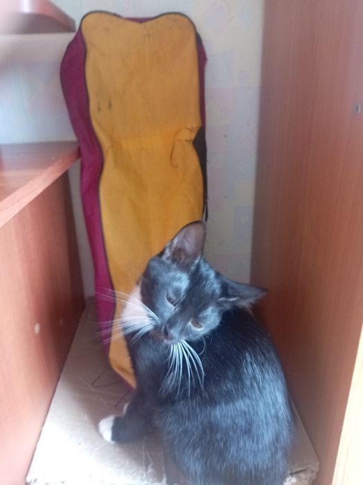 Котики(2 мальчиика и 1 девочка)