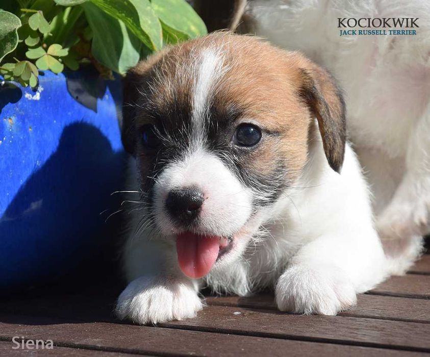Jack Russell Terrier - suczka SIENA z rodowodem ZKwP