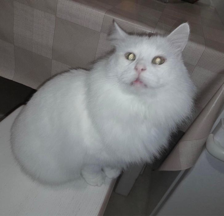 Сніжок шукає нову сім‘ю. 2,5 роки. Кастрований