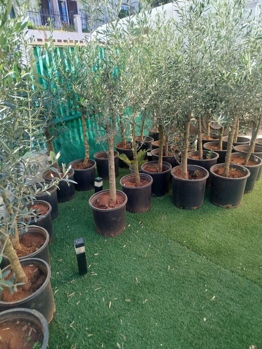 Oliveiras de ornamentação