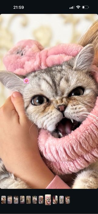 ВІДДАМ КОТА  хлопчик