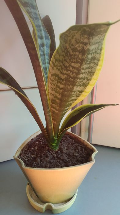 Квітка Сансиверія