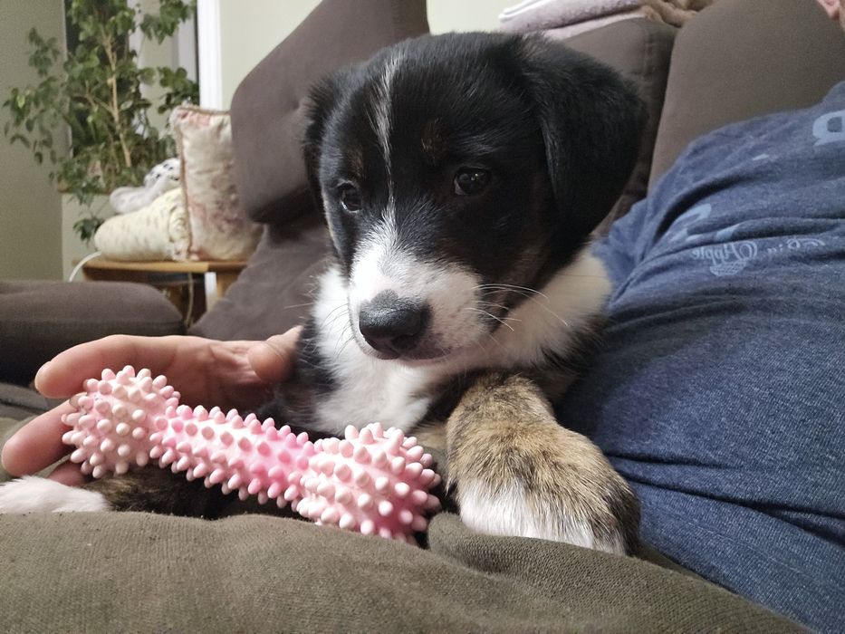 Цуценя  в хороші руки