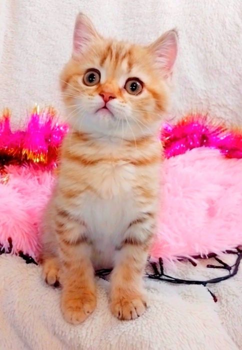 Золота шоколадна шиншила таббі дівчинка очаровашка Скотіш Страйт