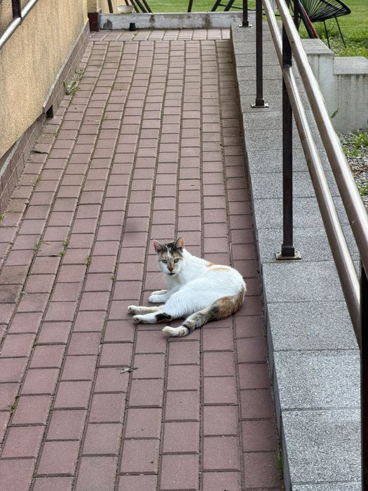 Błagamy o dom dla tej kotki!