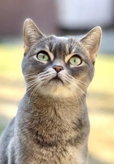 Британка Лилу 3 года