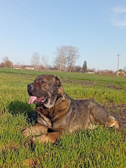 В'язка САО Алабай