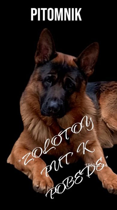 Щенки стандарт от яркой пары.