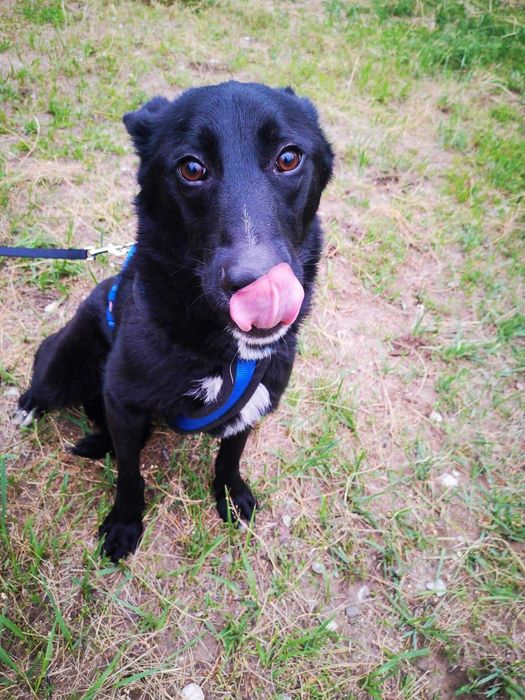 Kargul – wierny przyjaciel gotowy do adopcji