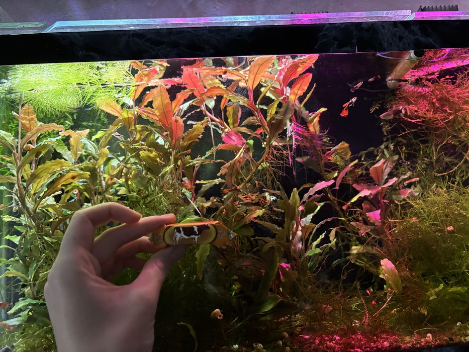 Продам акваріумні рослини: буцефаландра, анубіас