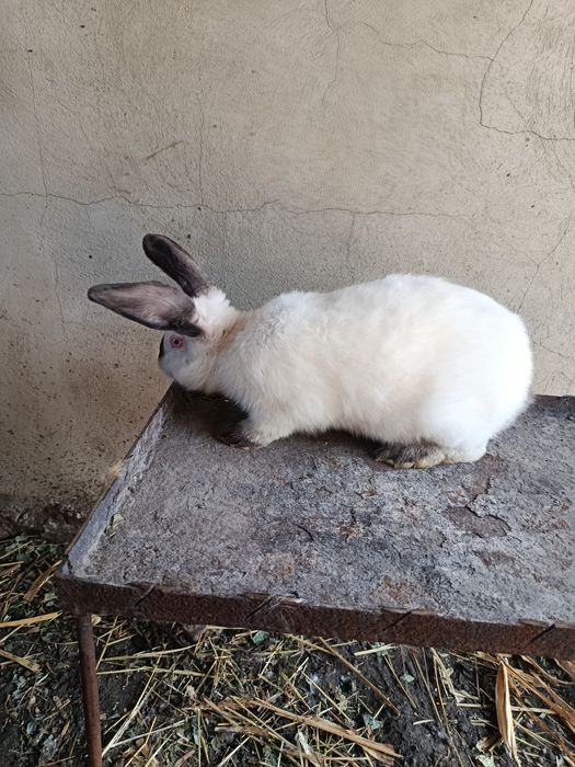 Продажа    кролів