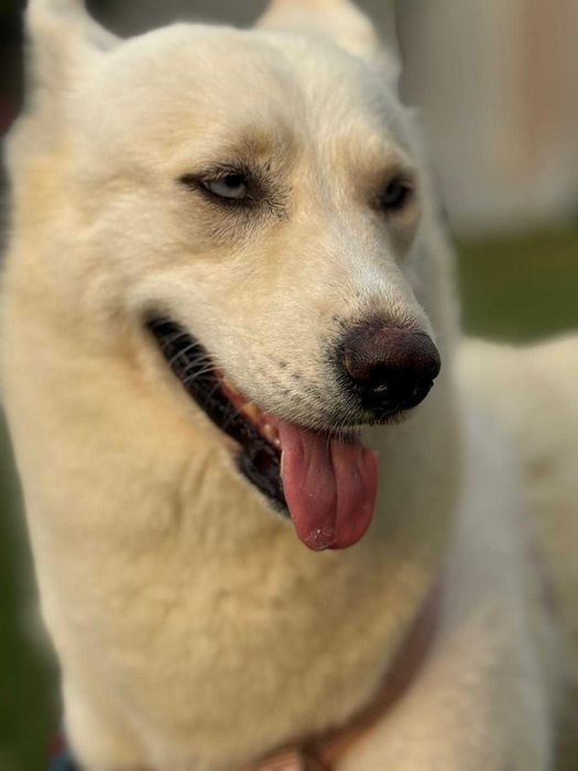 Błękitnooka śnieżynka Akire w typie husky