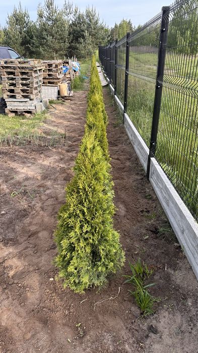 Tuja, tuje szmaragd. Duże, zdrowe sadzonki- wybierz sam .