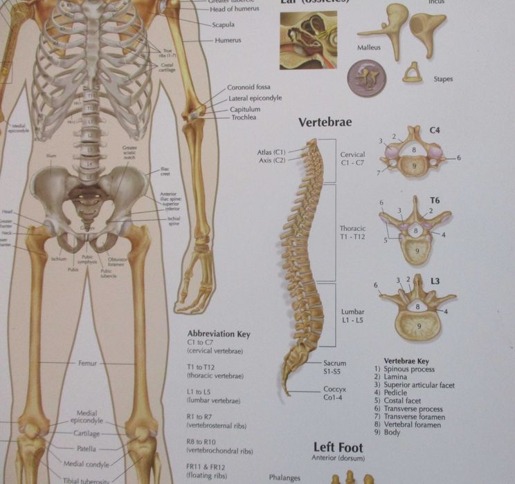 Poster grande de Medicina com Ossos e Esqueleto