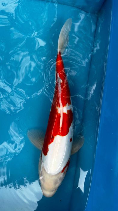 Oryginalne Karpie Koi