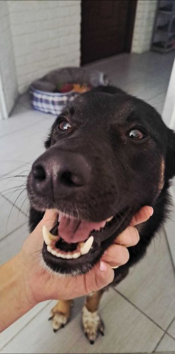 oddam psa w dobre ręce, spokojny, rodzinny, kochający dzieci